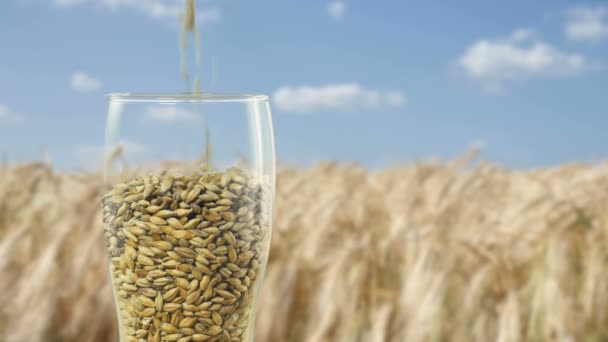 Close-up Beer Glass replenished with grains Barley Malt and toasted Wheat to make dark and light beer. concept of nature and creation of natural products such as beer and fresh hops.Oktoberfest — Stock Video