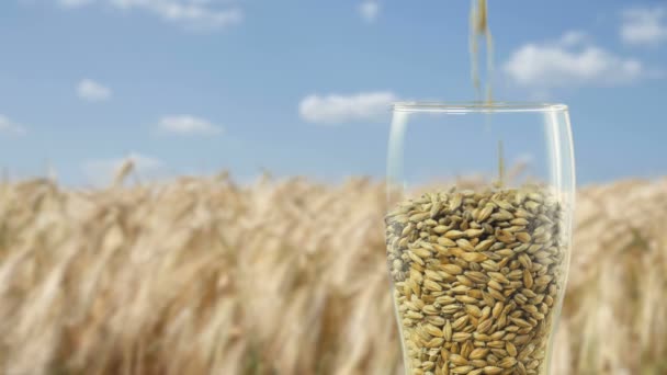 Close-up trockene Malzbohnen, die zum Brauen des Bieres oder des reinen hellen oder dunklen Malzwhiskeys verwendet werden können. Konzept der gesunden und gesunden Zutaten. Glas mit Körnern Gerstenmalz aufgefüllt und geröstet — Stockvideo