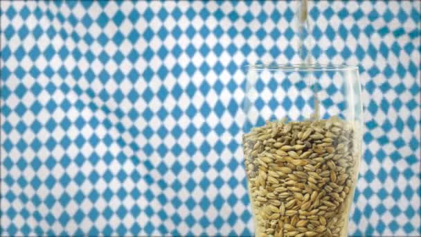 Barley malt is poured into a beer glass for making alcoholic drinks whiskey concept of nature and the creation of natural products. Dry malt beans ready to be used to brew the beer or the pure light — Stock Video