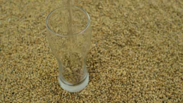 軽い麦芽は、祭りのためのクラフトビールの軽い品種を作るために穀物を背景に醸造所でガラスに注がれます。上から見る 4k 59.94 — ストック動画