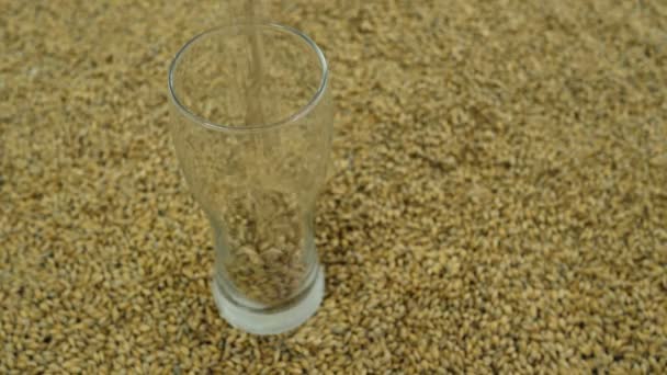 Light malt is poured into a glass at the brewery against the background of grains to make a light variety of craft beer for the festival. View from the top 4k 59.94 — Stock Video