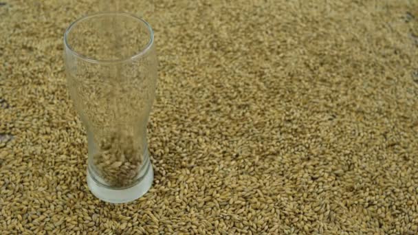 Le malt est versé dans un verre à la brasserie sur fond de grains pour faire une légère variété de bière artisanale pour le festival. Vue du haut 4k 59.94 — Video