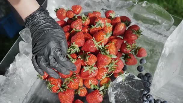 Un fermier răspândește căpșunile naturale culese fără pestecide și substanțe chimice pe gheață de vânzare. Conceptul unei alimentații sănătoase și sănătoase a fructelor de pădure sezoniere 4k Împerechere lentă — Videoclip de stoc