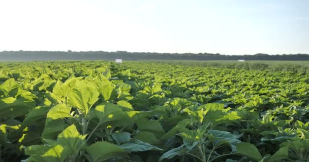 Hintergrund eines grünen Feldes einer Sonnenblume in einer frühen Wachstumsphase, behandelt mit einem Bauern mit Herbiziden, Düngemitteln, Parasitenschutzmittel für Insekten, um eine gute Ernte zu erzielen 10 bit 4k — Stockvideo