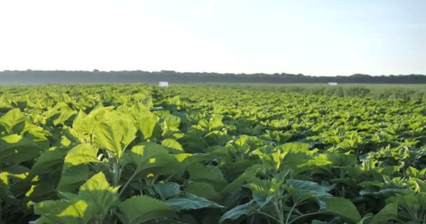 Antecedentes de un campo verde de un girasol en una etapa temprana de crecimiento tratado con un agricultor con herbicidas, fertilizantes, repelente de parásitos para insectos para obtener una buena cosecha 10 bit 4k — Vídeos de Stock