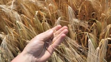 Bir çiftçi tarlanın arka planına karşı hasat önce, zanaat viski veya bira pişirmek için olgun olgun organik doğal buğday altın renk bir spikelet tutar. Yavaş çekim 4k