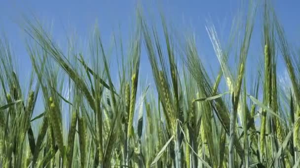 Sfondo da grandi spighe di grano verde non maturo organico prima di essere trattati con erbicidi e fertilizzanti, per un grande raccolto, ondeggiare dal vento contro un cielo blu — Video Stock