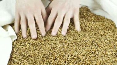 koyu ve hafif bira yapmak için kızarmış arpa malt. doğa kavramı ve bira ve taze şerbetçiotu gibi doğal ürünlerin yaratılması. brewmaster 4k 59,94 fps için organik ve doğal malt