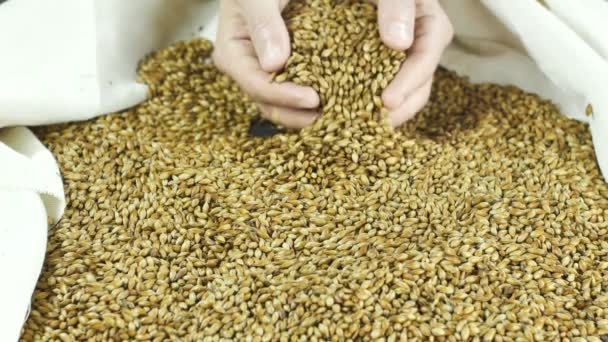 醸造所は、民間の醸造所のスローモーション4kでエールを作るための彼の手に麦芽の穀物を保持します — ストック動画