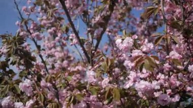 Bir botanik bahçesinde güzel çiçek açan bahar sakura ağaçları. Yaprakları kozmetoloji için kullanılır. Organik ve doğal kavramı