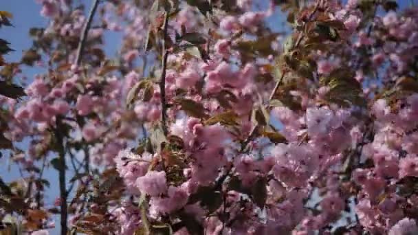 Bellissimi alberi di sakura primaverili in fiore in un giardino botanico contro il cielo. Le cui foglie sono utilizzate per la cosmetologia. Il concetto di biologico e naturale — Video Stock