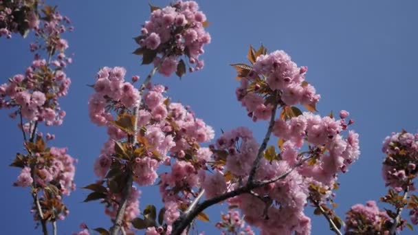 Vackra blommande våren Sakura träd i den botaniska trädgården i Japan mot himlen. Bladen som används för kosmetika. Begreppet ekologisk och naturlig — Stockvideo