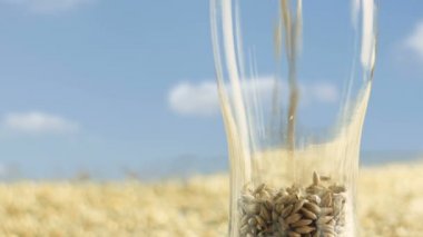 Bir Altın Alan ve Tahıllar karşı Craft Bira veya Viski yapmak için bir Cam Kupa Kadehi Arpa Malt.