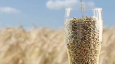 Clous-up Cam arpa malt ve buğday zanaat Bira ve Alkollü Whiskey.The doğa kavramı ve bira ve taze şerbetçiotu gibi doğal ürünlerin oluşturulması yapmak için doldurulur. organik ve