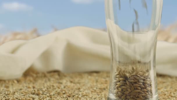 Barley Malt in a Glass Goblet for Making Craft Beer or Whiskey against a Golden Field and Grains. Concept of nature and creation of natural products such as beer and fresh hops. Oktoberfest — Stock Video