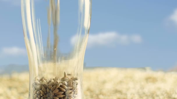 大麦麦芽在玻璃杯制作精酿啤酒或威士忌对黄金领域和谷物. — 图库视频影像