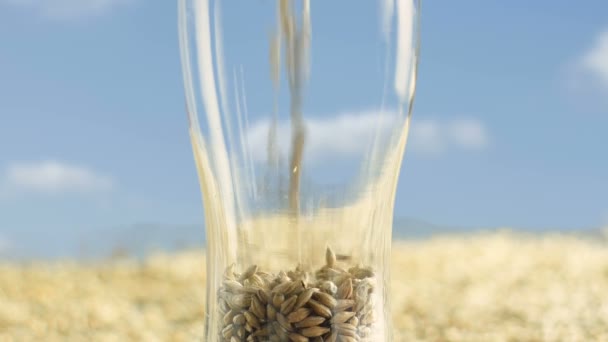Aufgeklapptes Gerstenmalz im Glaskelch zur Herstellung von Craft Beer oder Whisky gegen ein goldenes Feld und Körner. — Stockvideo