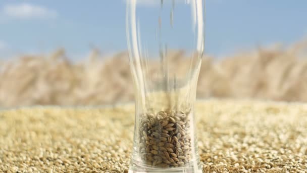 玻璃杯装满了大麦麦芽和小麦，用于制作精酿啤酒和酒精威士忌。酿造和酒精饮料的背景 — 图库视频影像