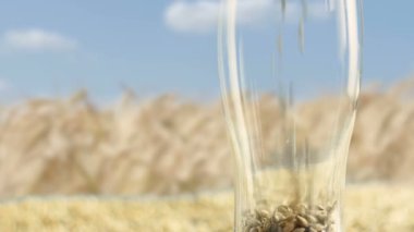 Cam arpa malt ve buğday zanaat Bira ve Alkollü Viski.The doğa kavramı ve bira ve taze şerbetçiotu gibi doğal ürünlerin oluşturulması yapmak için doldurulur. organik ve doğal malt