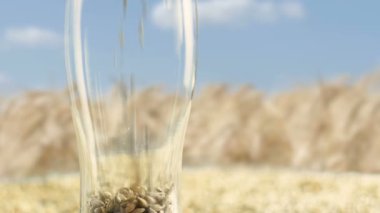 Bir bardak Arpa Malt ve Buğday, Tatil ve eğlenceli parti viski onuruna Craft Bira ve alkollü viski yapmak için organik ve doğal ürün kavramı ile doldurulur.