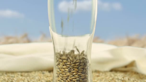 Barley Malt and Wheat fill a Glass for making Craft Beer and Alcoholic Whiskey. Organic and Natural for the Brewer. Brewing and Alcoholic Beverages on the background of the farmers harvest — Stock Video
