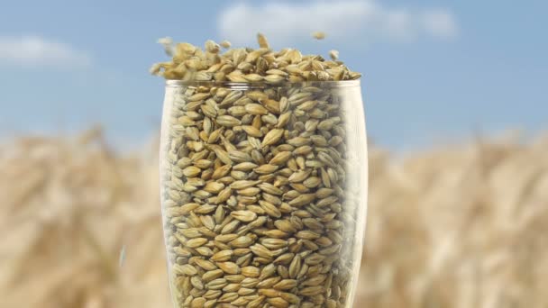 Пивне-до ячмінного солоду та пшениці заливаємо келих для виготовлення пива та алкогольних віскі. Органічні і натуральні для пивовара. Пивоварні та алкогольні напої на тлі фермерів врожаю — стокове відео