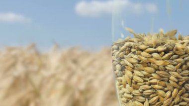 Close-up Bira Bardağı tahıl arpa malt ve tost Buğday ile koyu ve hafif bira yapmak için doldurulur. doğa kavramı ve bira ve taze şerbetçiotu gibi doğal ürünlerin yaratılması. Oktoberfest