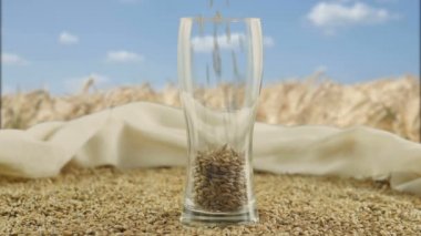 Arpa Malt ve zanaat bira veya viski yapmak için buğday tost. Oktoberfest.Kuru malt fasulye bira veya saf ışık veya koyu malt viski demlemek için kullanılmak üzere hazır. sağlıklı ve sağlıklı kavramı