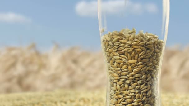 Close-up of a beer glass in which high-quality malt is poured on a blurred background of blue sky and field — Stock Video