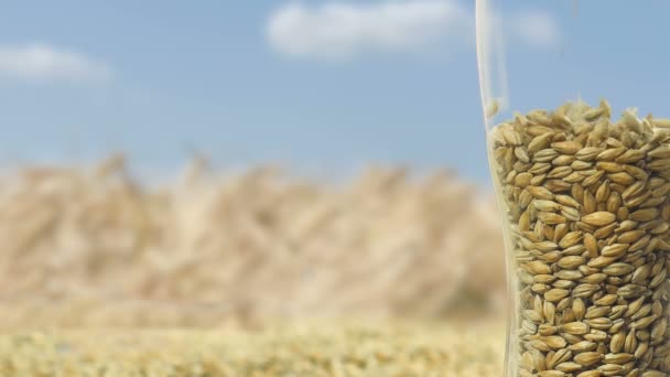 Oktoberfest.Close-up Beer Glass replenished with grains Malt and Wheat against the background of the harvest of Natural and Environmentally Friendly product.Slow motion — Stock Video