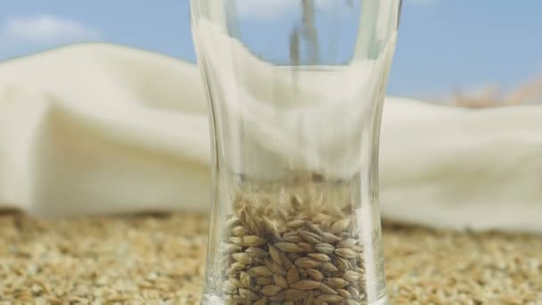 Крупним планом Пивне скло наповнене зернами Мальт і Пшениця для пивоваріння та алкогольних напоїв на тлі збору врожаю фермерів. Октоберфест — стокове відео