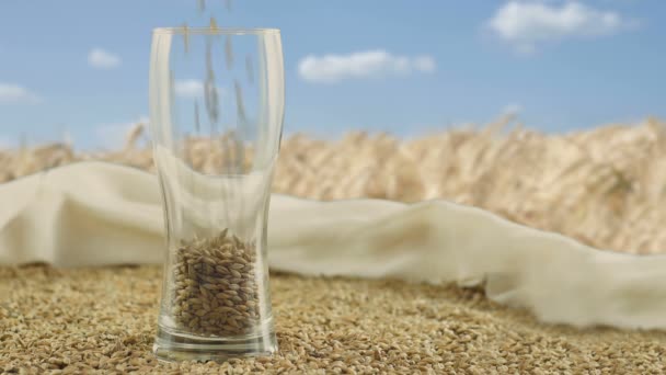 Barley malt is poured into a beer glass for making alcoholic drinks whiskey concept of nature and the creation of natural products.Dry malt beans ready to be used to brew whiskey. — Stock Video