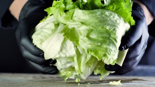 De chef van een restaurant in zwarte handschoenen scheurt het hoofd van een Frize salade in twee helften, ingrediënten voor een salade of een hamburger, gezonde voeding — Stockvideo