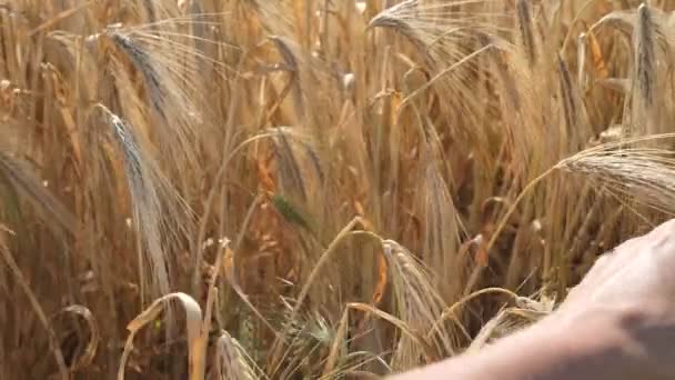 4K Agrarian Farmer sostiene una espiguilla de color dorado de trigo maduro, orgánico natural de invierno procesado en harina, y alimento para vacas, antes de la cosecha contra el fondo del campo. — Vídeo de stock