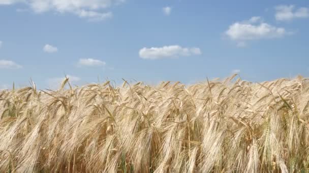 Arrière-plan à partir d'épillets de couleur dorée de malt naturel mûr, biologique, avec de gros grains de préparation en attente de bière artisanale ou de whisky avant la récolte. 4K — Video