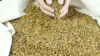 Bir çiftçi zanaat bira veya viski hazırlanması için doğal ve sağlıklı malt elinden döker çanta 59,94 fps 4k dökülür