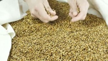 Bir çantada karamel malt. Zanaat bira sürecinde tahıl arpa malt bira. Pilsner malt 4k 59,94 fps bira veya lager