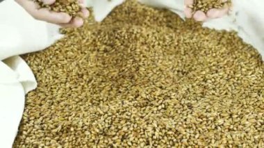 en yüksek derecemalt kurutma ve özel bir bira 4k 59,94 fps zanaat bira koyu çeşitli yapmak için bir çanta içine dökülür