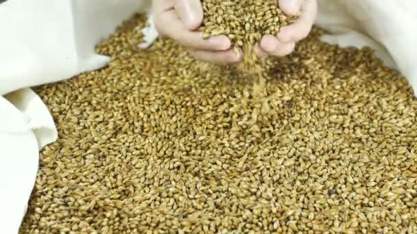 最高級の麦芽と小麦は、民間の醸造所で乾燥し、クラフトビールの暗い品種を作るための袋に注がれています 4k 59.94 fps — ストック動画