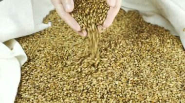 En yüksek dereceli bira malt kurutma ve özel bir bira 59,94 fps 4k zanaat bira koyu çeşitli yapmak için büyük bir çanta içine dökülür