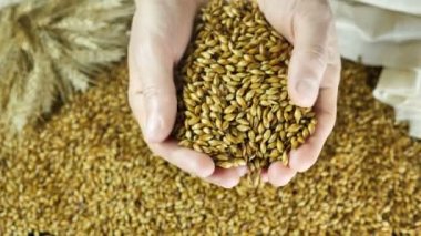 Brewer kurutma ve özel bir bira 4k 59,94 fps zanaat bira hafif bir çeşitlilik hazırlamak için büyük bir çanta içine dökülen en yüksek sınıf malt kontrol eder