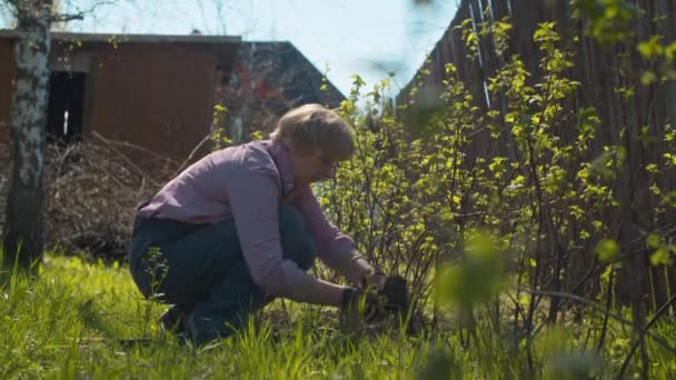 Reife Frau pflückt Unkraut um Johannisbeerbüsche — Stockvideo