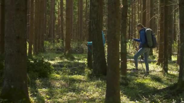 Escursioni delle donne nella foresta di conifere — Video Stock