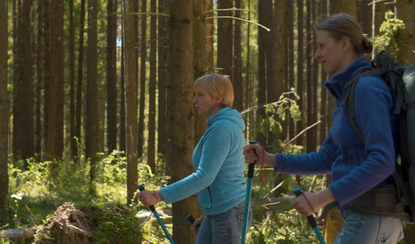 Women walking in the coniferous forest with trekking poles. Trekking in the forest, active and healthy lifestyle concept