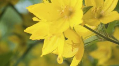 Çayırdaki sarı kır çiçekleri