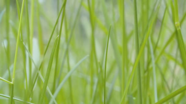 Herbe en été sur la prairie