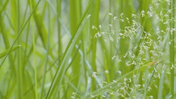 Gräs och blommor på sommaren på ängen — Stockvideo