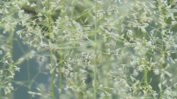 Белые цветы летом на лугу — стоковое видео