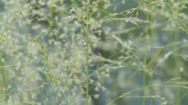 Witte bloemen in de zomer door wind te blazen — Stockvideo