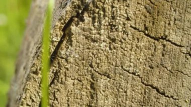 Yaşlı kırık tahta kesiği